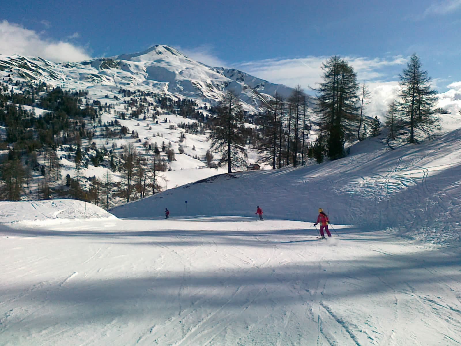 Skiers on a wide, sunny piste in Vars, between larch trees below a snowy peak